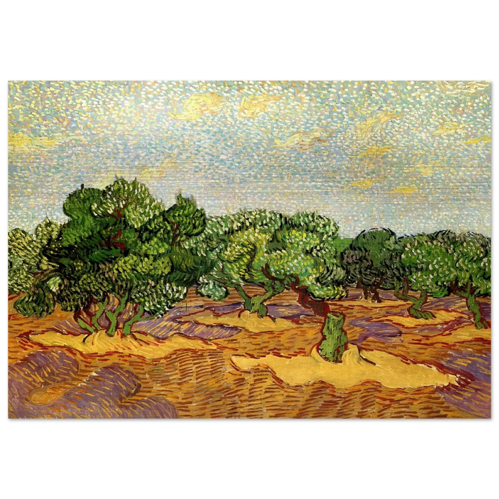 Olive Grove - Pale Blue Sky - Vincent van Gogh Brushed Aluminum Print - 70x100 cm / 28x40 inches | Vincent van Gogh Aluminum Print | Vincent van Gogh Prints