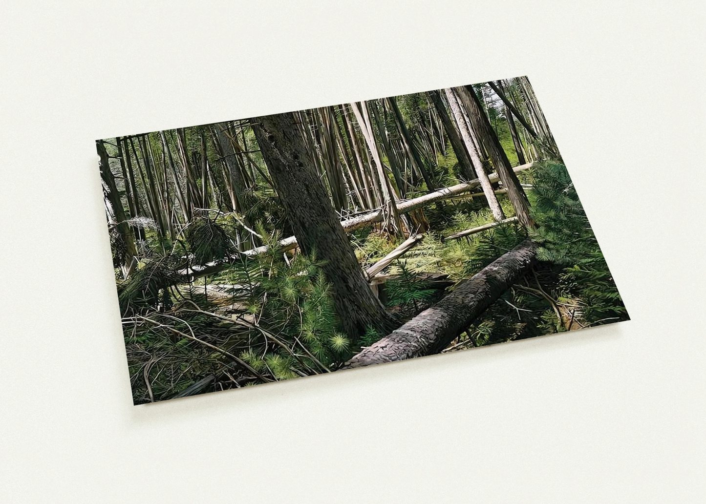 NEAR HUNTERS BEACH ACADIA NATIONAL PARK 2008 By Richard Estes Pack of 10 Post Cards | Richard Estes Post Cards | A6 (10.5 x 14.8 cm) - 4.1 x 5.8 inches