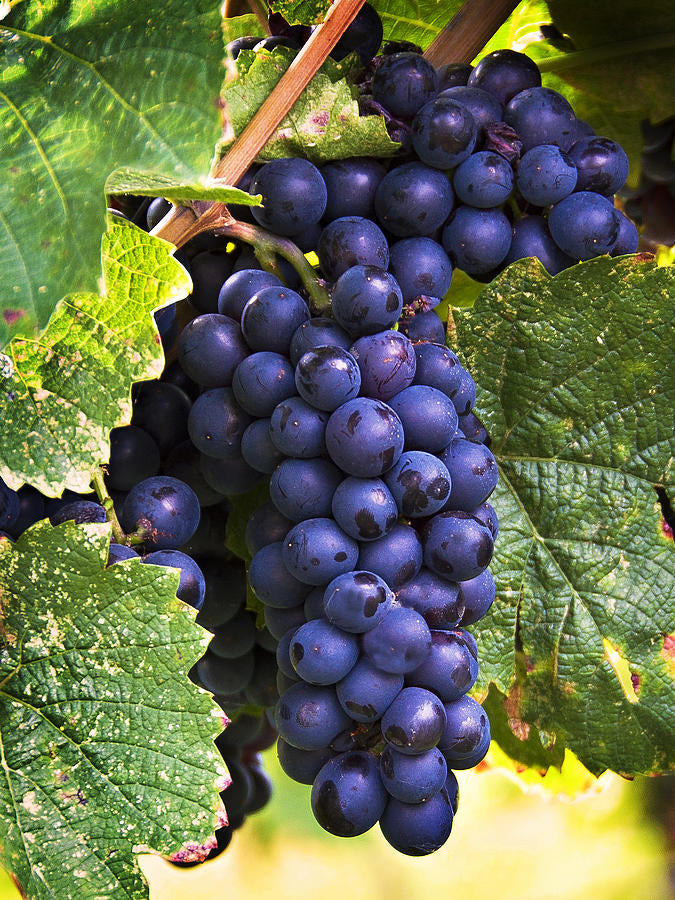Cluster of Grapes Fine Art Print | RedKalion
