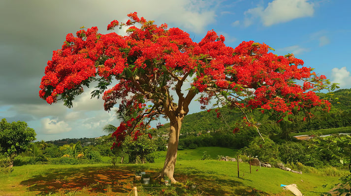Flamboyan de Puerto Rico Art Print | Premium Fine Art Print | RedKalion