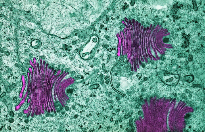 Golgi Body Picture | Fine Art Print of Cellular Anatomy | RedKalion