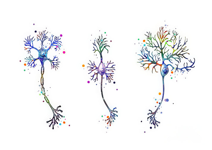 Neuron Art: Fine Art Print of Nerve Cell Watercolor | RedKalion