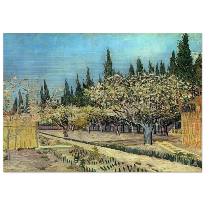 Orchard in Blossom, Bordered by Cypresses - Vincent van Gogh Brushed Aluminum Print - 70x100 cm / 28x40 inches | Vincent van Gogh Aluminum Print | Vincent van Gogh Prints