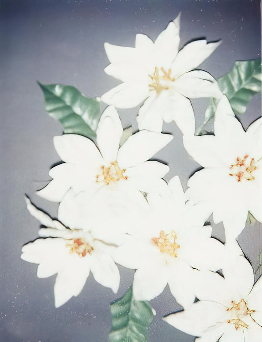 Beatles Warhol Poster: The Iconic Intersection of Pop Art and Music History - Christmas Poinsettias-White by Andy Warhol
