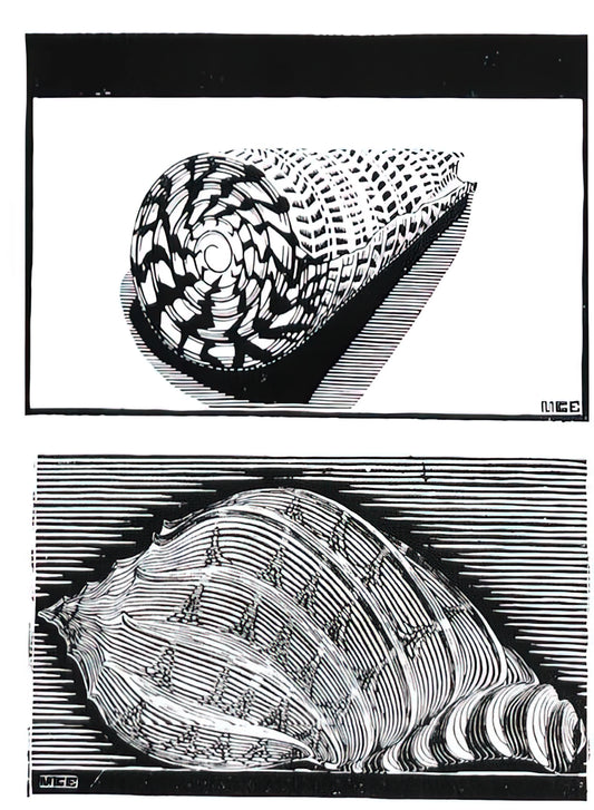 Escher Posters for Sale: A Curator's Guide to Collecting M.C. Escher's Mind-Bending Art Prints - SEA SHELLS by MC Escher