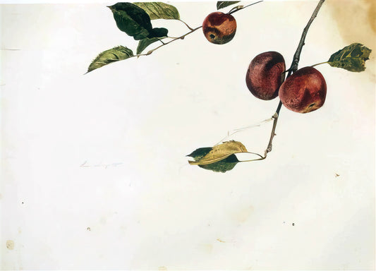 Helga by Wyeth: The Secret Portrait Series That Shocked the Art World - APPLES ON A BOUGH STUDY BEFORE PICKING by Andrew Wyeth