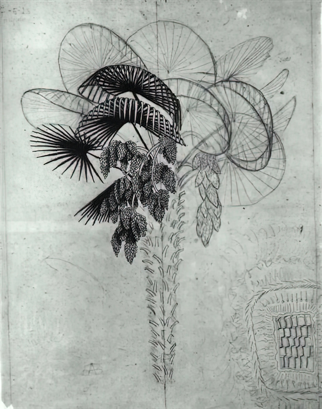 M.C. Escher: The Master of Mathematical Art and Optical Illusions - PALM TREE SKETCH by MC Escher