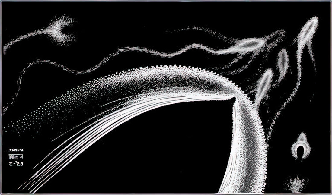 MC Escher and the Alhambra: How Islamic Geometry Transformed Modern Art - DOLPHINS by MC Escher