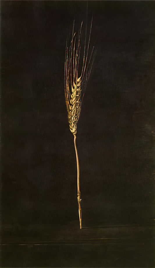 Salvador Dalí's Santiago el Grande: A Surrealist Masterpiece of Spiritual and Political Vision - WHEAT EAR by Salvador Dali