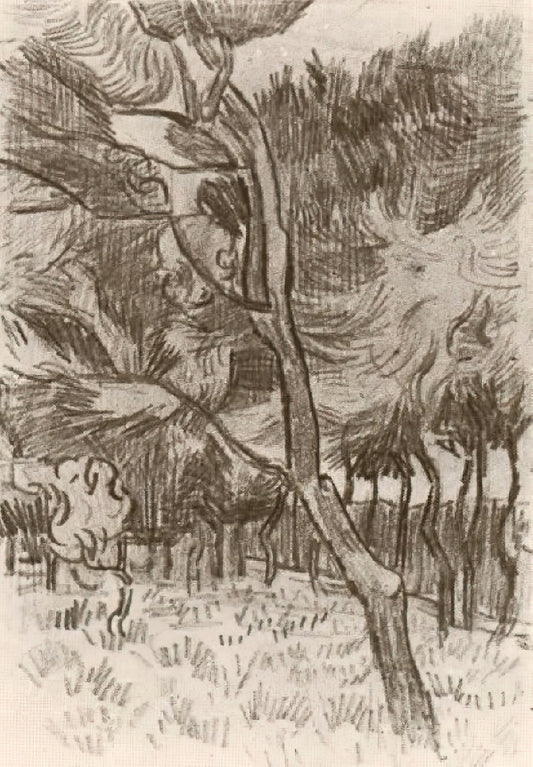 Van Gogh Posters for Sale: A Curator's Guide to Authentic Art Prints - Pine Trees in the Garden of the Asylum by Vincent van Gogh