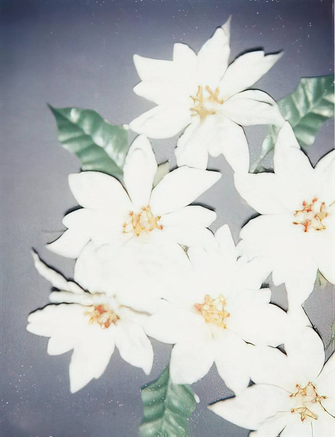 Victor Hugo and Andy Warhol: The Unexpected Artistic Dialogue Between Romanticism and Pop Art - Christmas Poinsettias-White by Andy Warhol