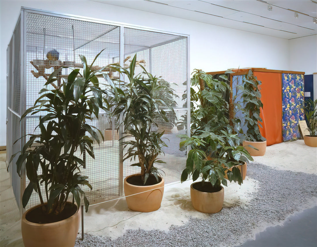 Was macht Hélio Oiticicas Kunstwerke so besonders?
