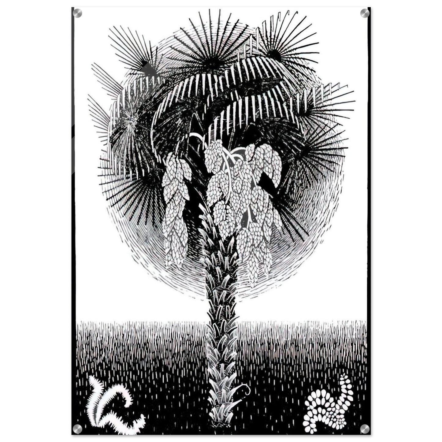 PALM TREE - MC Escher Acrylic Print - 70x100 cm / 28x40″ inches | MC Escher Wall Art | MC Escher Prints