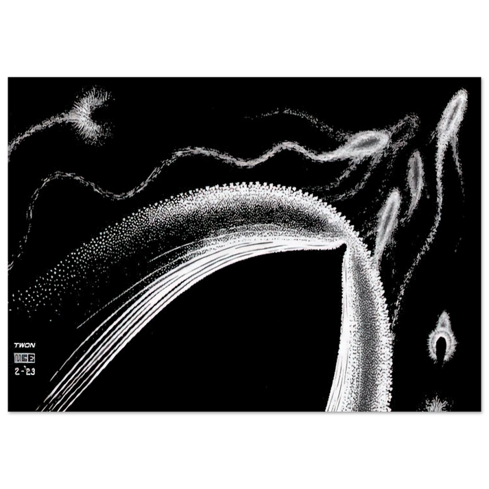 MC Escher - DOLPHINS Wall Art - 30x40 cm / 12x16 inches - Premium Wooden Framed Poster With Fine Art Paper - Wood frame