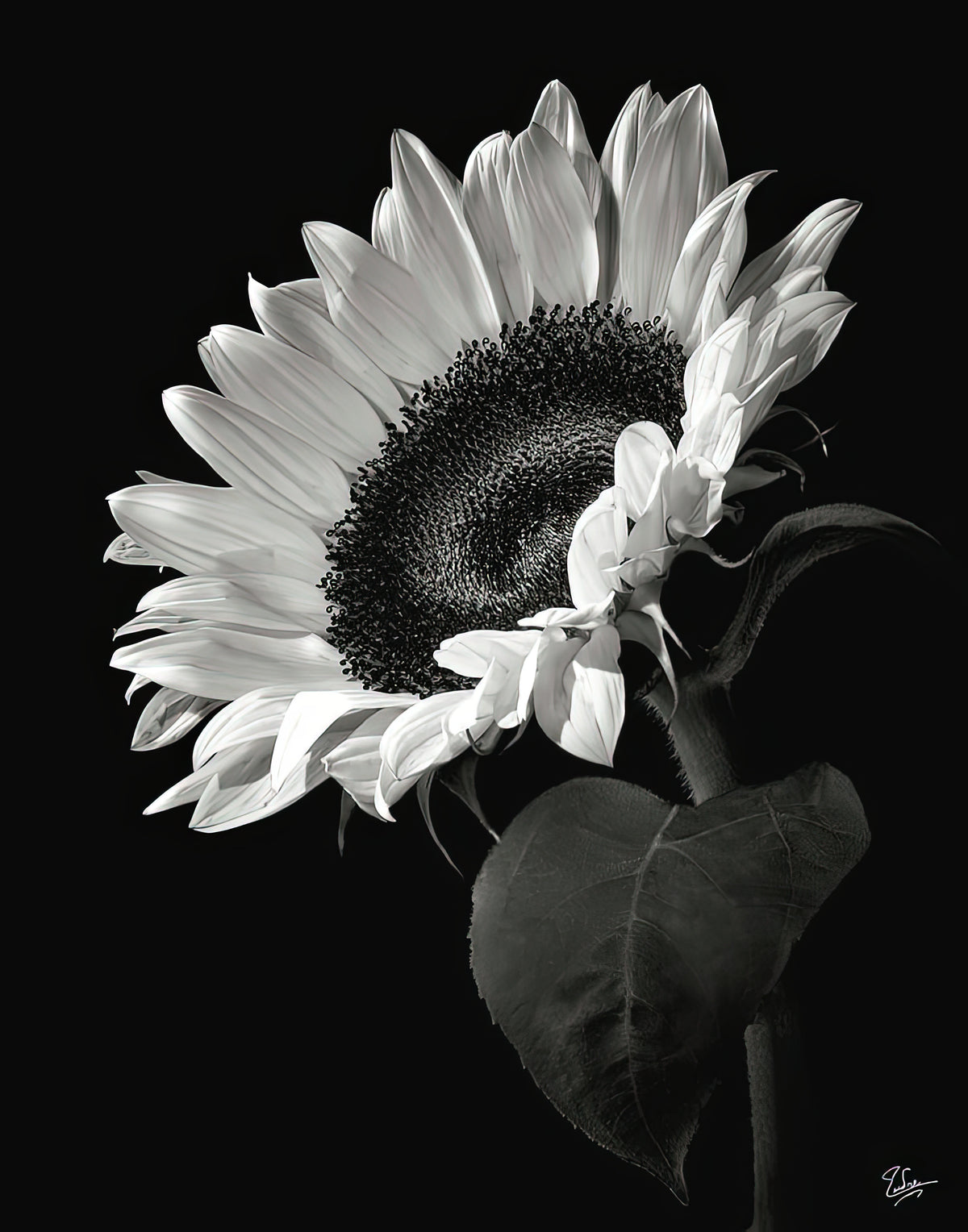 Black and White Sunflower Art Print | RedKalion