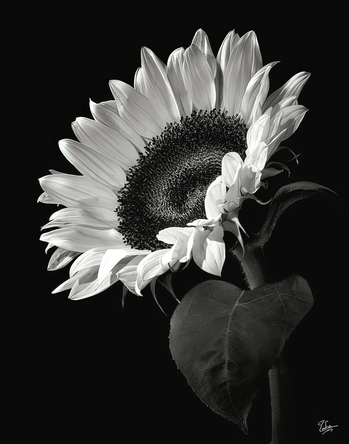 Black and White Sunflower Art Print | RedKalion