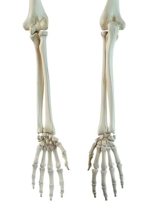 Bones in Human Arm: Anatomical Art Print | RedKalion