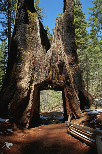 Dead Giant Tunnel Tree Art Print | Premium Fine Art Print | RedKalion