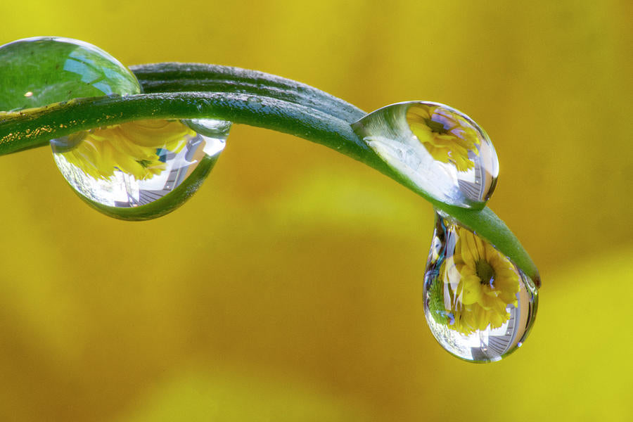 Dew Drop Reflecting Flowers #1 Art Print | RedKalion