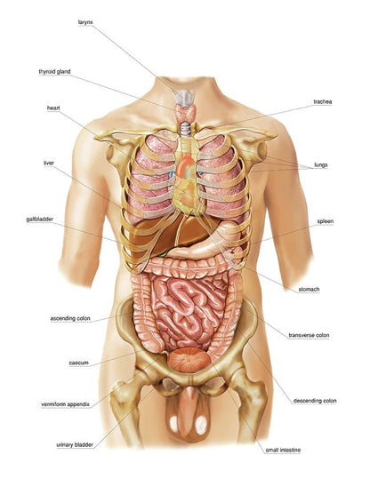Diagram of Internal Organs Art Print | Premium Fine Art Print | RedKalion