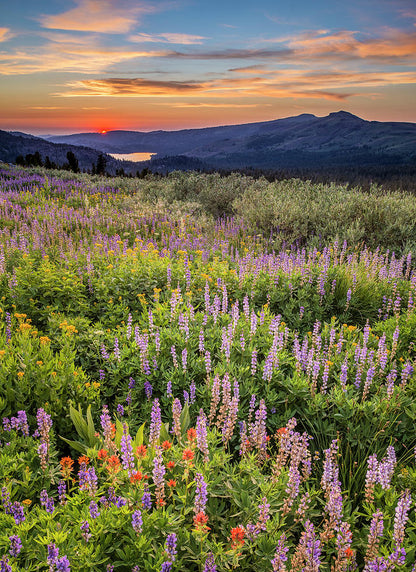 Field of Wildflowers Art Print | Sunset Landscape Fine Art Print | RedKalion
