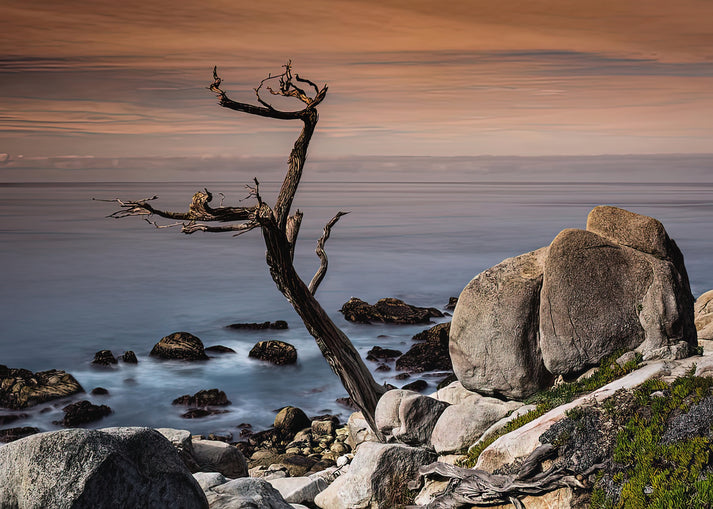 Ghost Trees at Pescadero Point Fine Art Print | RedKalion