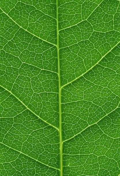 Leaf Veins Fine Art Print | RedKalion