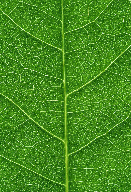 Leaf Veins Fine Art Print | RedKalion