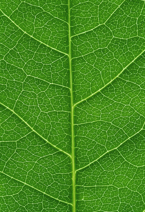 Leaf Veins Fine Art Print | RedKalion