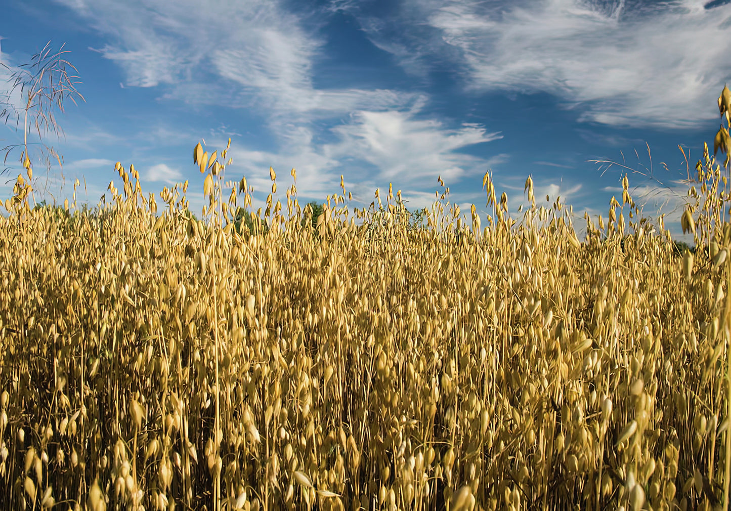 Oat Field Fine Art Print | RedKalion