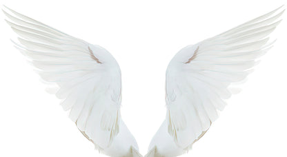 On the Wings of a Snow White Dove Art Print | RedKalion