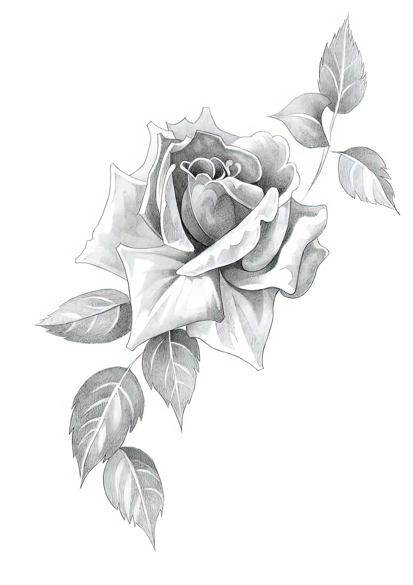 Pencil Drawing of Roses Art Print | RedKalion