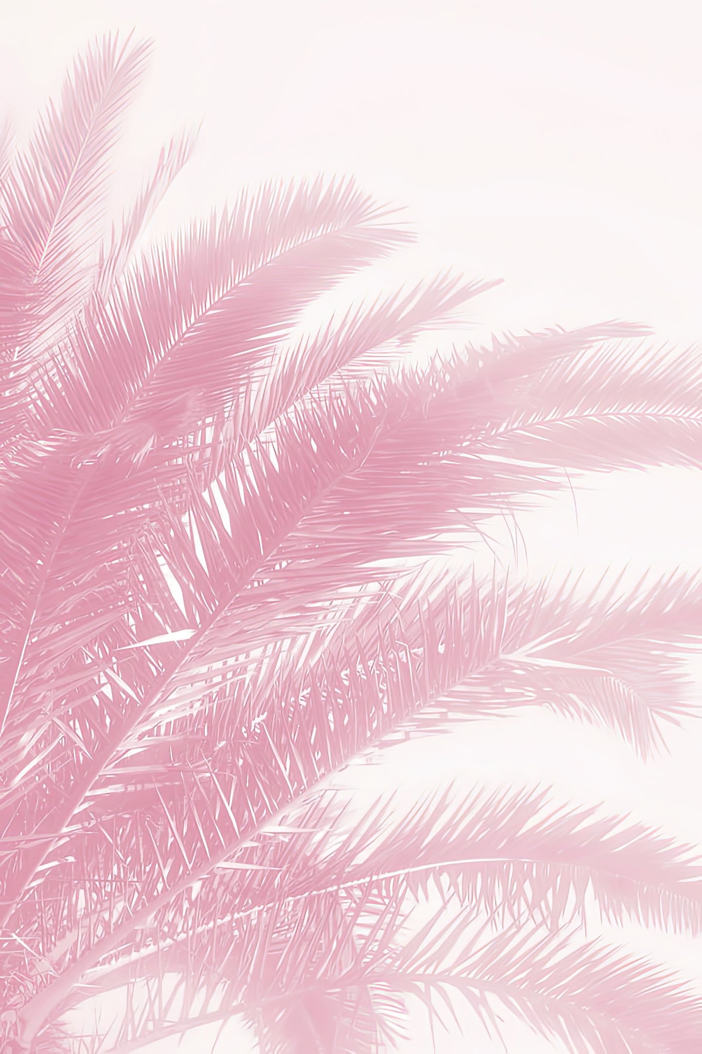 Pink Palm Leaves Fine Art Print | RedKalion