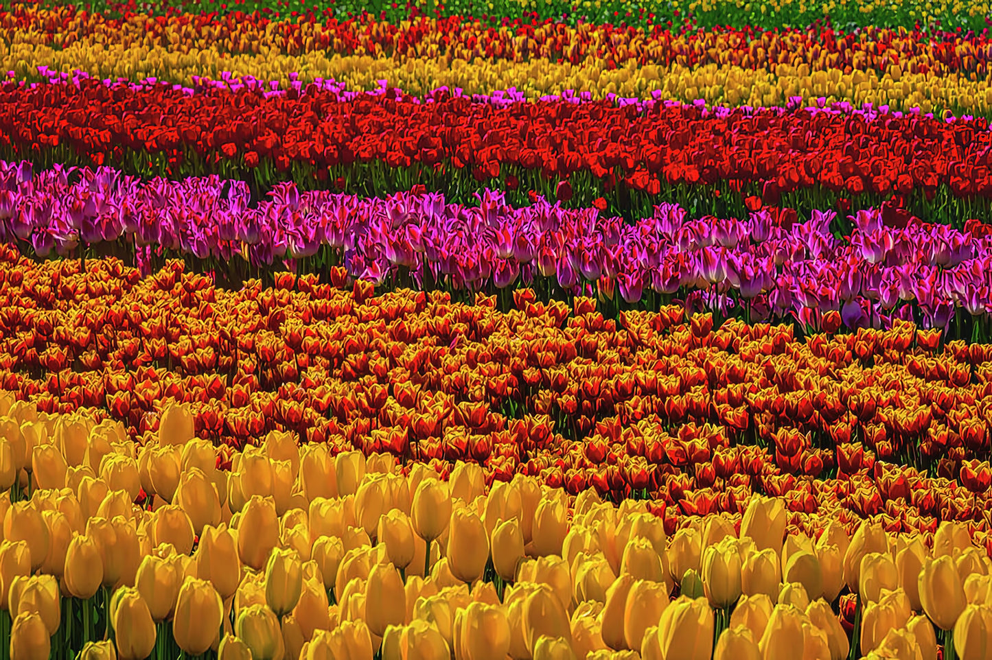 Tulip World Art Print | Museum-Quality Fine Art Print | RedKalion