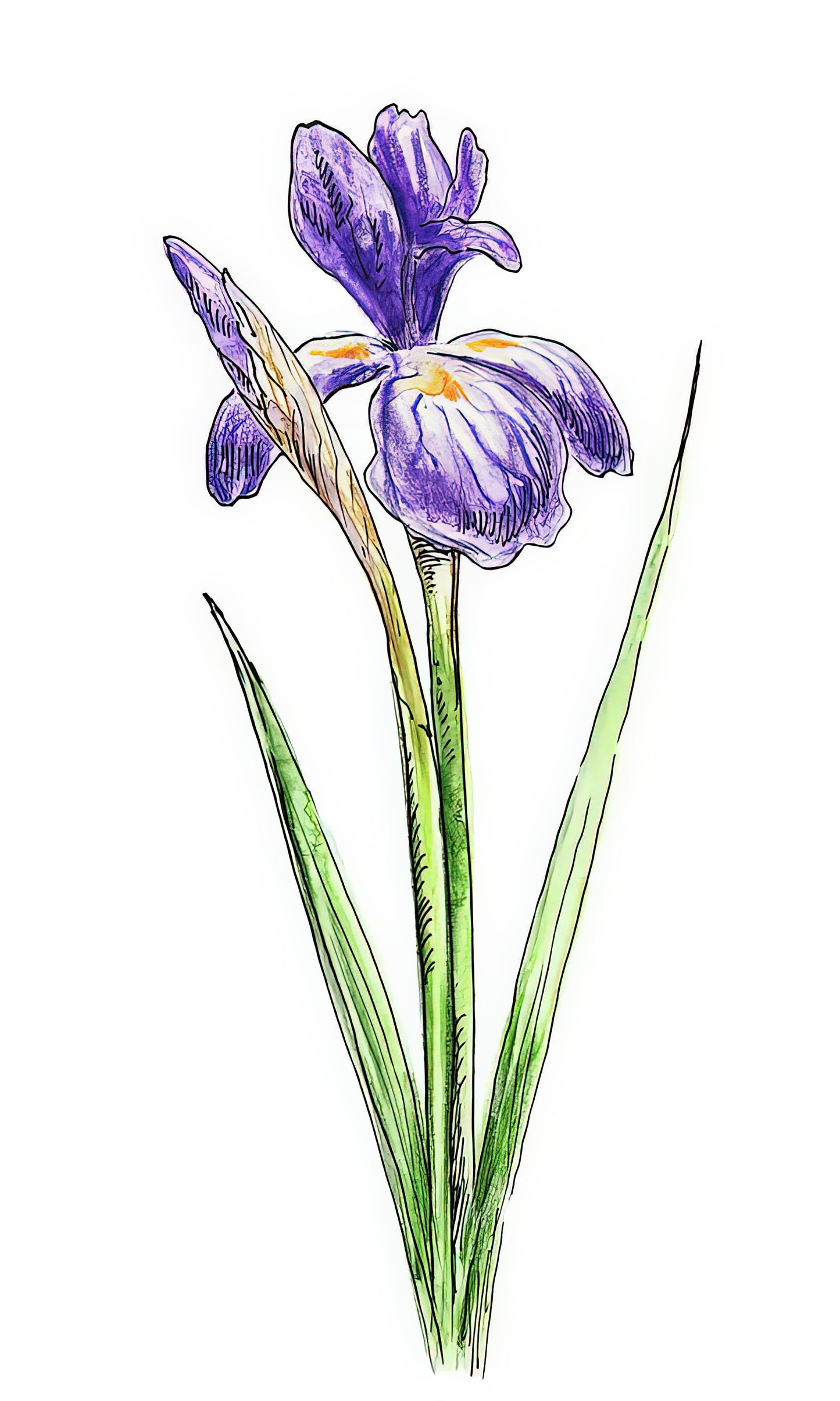 Watercolor Paintings of Irises: Fine Art Print | RedKalion
