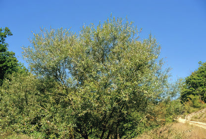 White Willow Tree (Salix Alba) Fine Art Print | RedKalion
