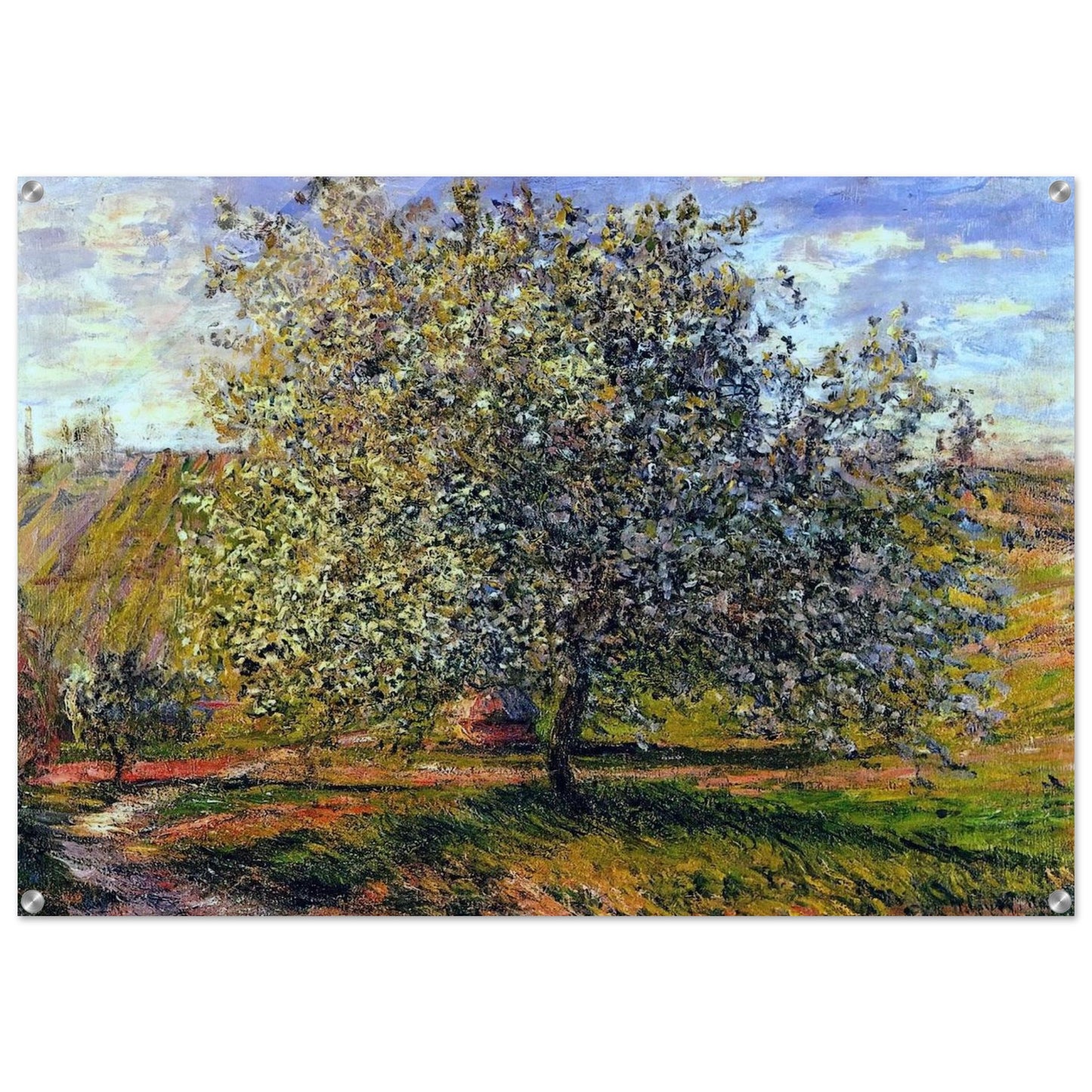 Tree in Flower near Vetheuil - claude monet Acrylic Print - 70x100 cm / 28x40″ inches | claude monet Wall Art | claude monet Prints