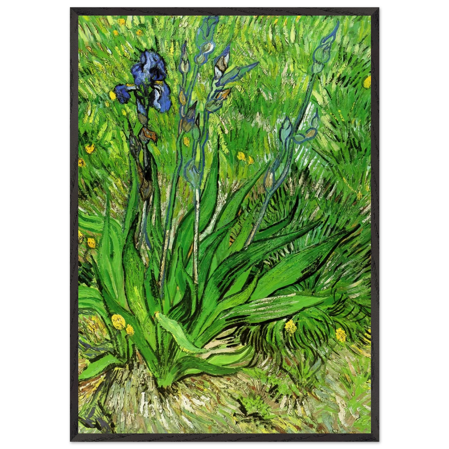 The Iris - Vincent van Gogh 70x100 cm / 28x40 inches Framed Art Print – Black Wooden Frame